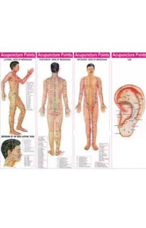 4 Acupunture Charts by 	B JAIN